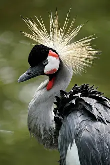 Balearica: Black crowned crane (Balearica pavonina) animal