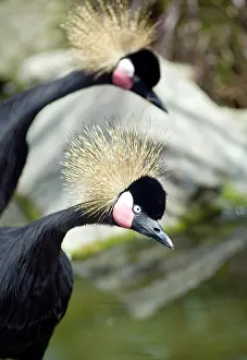 Tuft: Black Crowned Crane in captivity