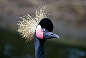 Tuft: Black Crowned Crane in captivity