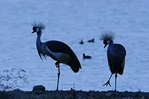 Pavonina: Black-Crowned Crane - pair