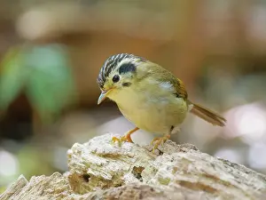 Vietnam: Black Crowned Fulvetta Schoeniparus klossi Da Lat