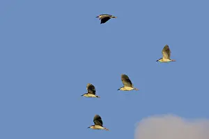 Souther: Black-crowned Night-Heron