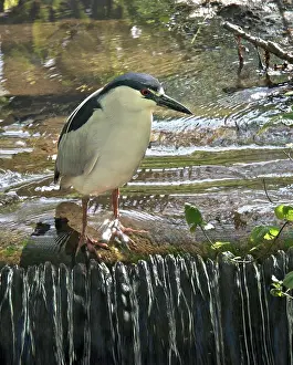 Brooklyn: Black-crowned Night Heron