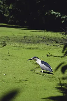 1987: Black-crowned Night Heron
