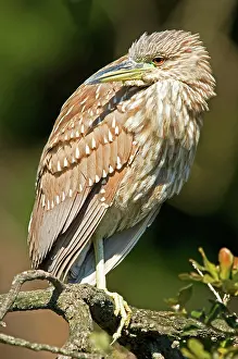 Ciconiformes: Black-Crowned Night Heron