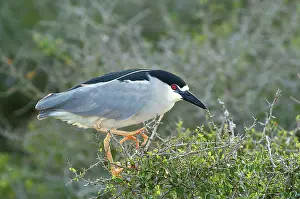 Shorebirds: Black-crowned Night-Heron
