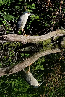 Blackcrowned: Black-crowned Night Heron