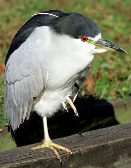 Blackcrowned: Black-crowned Night-Heron
