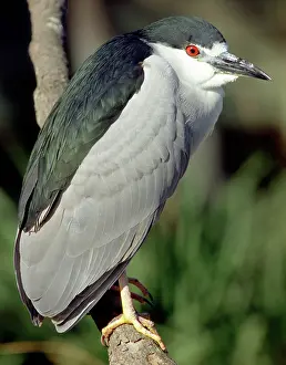 Blackcrowned: Black-crowned Night-Heron