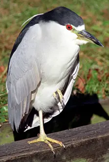 Blackcrowned: Black-crowned Night-Heron