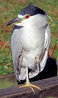 Blackcrowned: Black-crowned Night-Heron