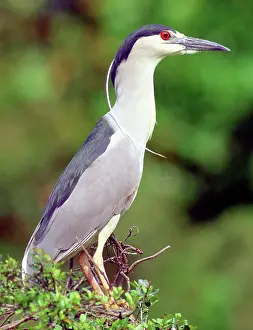 Blackcrowned: Black-crowned Night-Heron