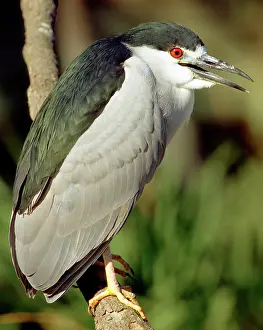 Blackcrowned: Black-crowned Night-Heron