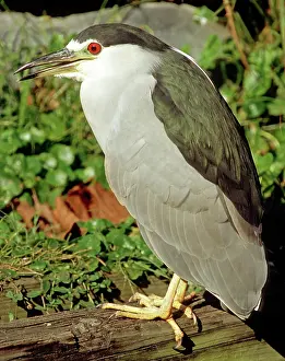 Blackcrowned: Black-crowned Night-Heron