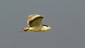 Morro: Black-crowned Night Heron
