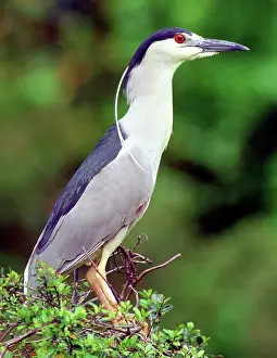 Timucuan: Black-crowned Night-Heron