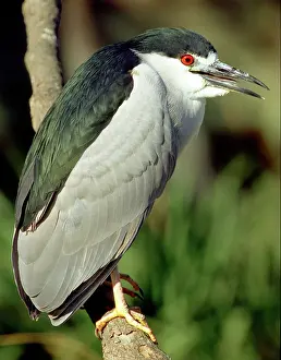 Timucuan: Black-crowned Night-Heron