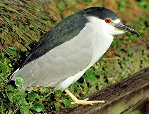 Timucuan: Black-crowned Night-Heron