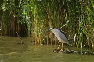 Vajta: Black-crowned Night Heron