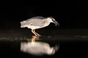 Bacs: Black-crowned Night Heron