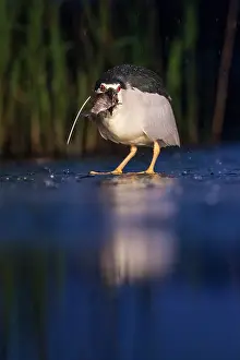 Bacs: Black-crowned Night Heron