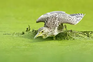Nycticorax: Black-crowned Night Heron