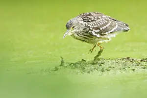 Gazing: Black-crowned Night Heron