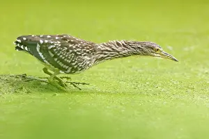 Nycticorax: Black-crowned Night Heron