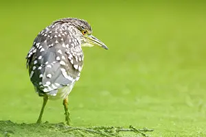 Gazing: Black-crowned Night Heron