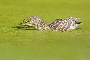 Nycticorax: Black-crowned Night Heron