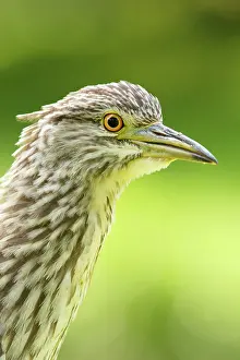 Nycticorax: Black-crowned Night Heron