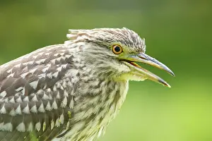 Screaming: Black-crowned Night Heron