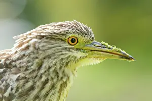 Gazing: Black-crowned Night Heron