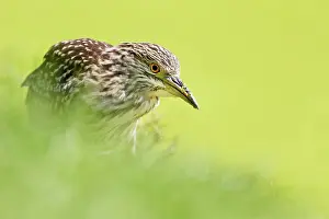 Nycticorax: Black-crowned Night Heron