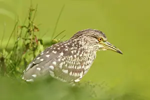 Gazing: Black-crowned Night Heron