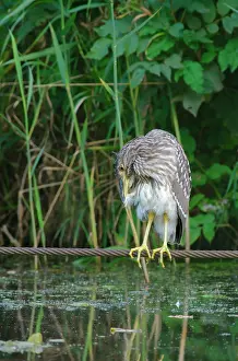 Ditch: Black-crowned Night Heron