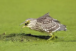 Nycticorax: Black-crowned Night Heron