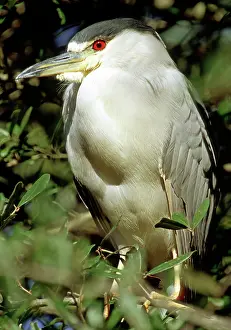 Nycticorax: Black-crowned Night Heron