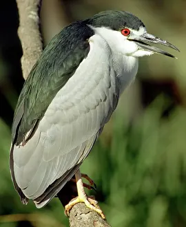 Nycticorax: Black-crowned Night Heron