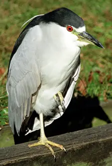 Nycticorax: Black-crowned Night Heron