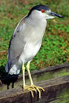Nycticorax: Black-crowned Night Heron
