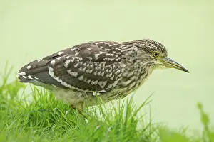 Nycticorax: Black-crowned Night Heron