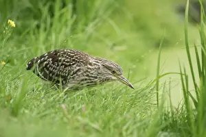 Nycticorax: Black-crowned Night Heron