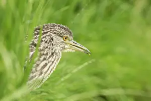 Nycticorax: Black-crowned Night Heron