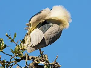 Nycticorax: Black-Crowned Night Heron