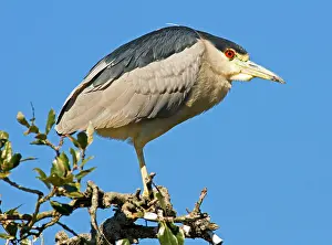 Nycticorax: Black-crowned Night Heron