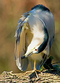 Nycticorax: Black-crowned Night Heron