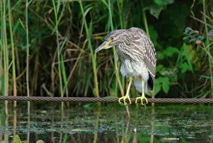 Ditch: Black-crowned Night Heron