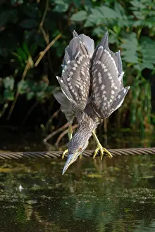 Ditch: Black-crowned Night Heron