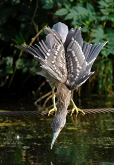 Ditch: Black-crowned Night Heron